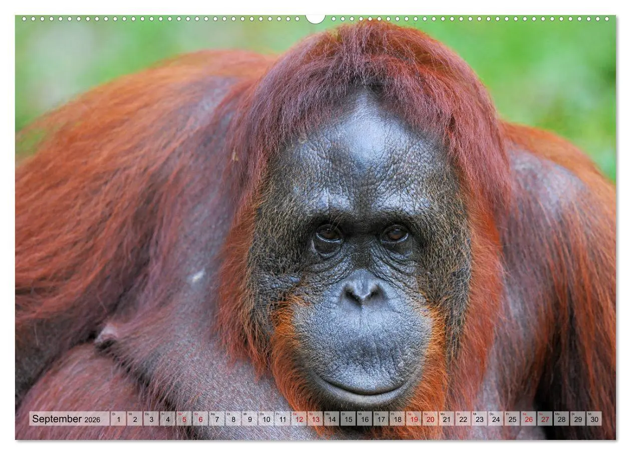 Bild: 9783457790472 | Orang Utans: Zu Besuch im Regenwald (Wandkalender 2026 DIN A2...