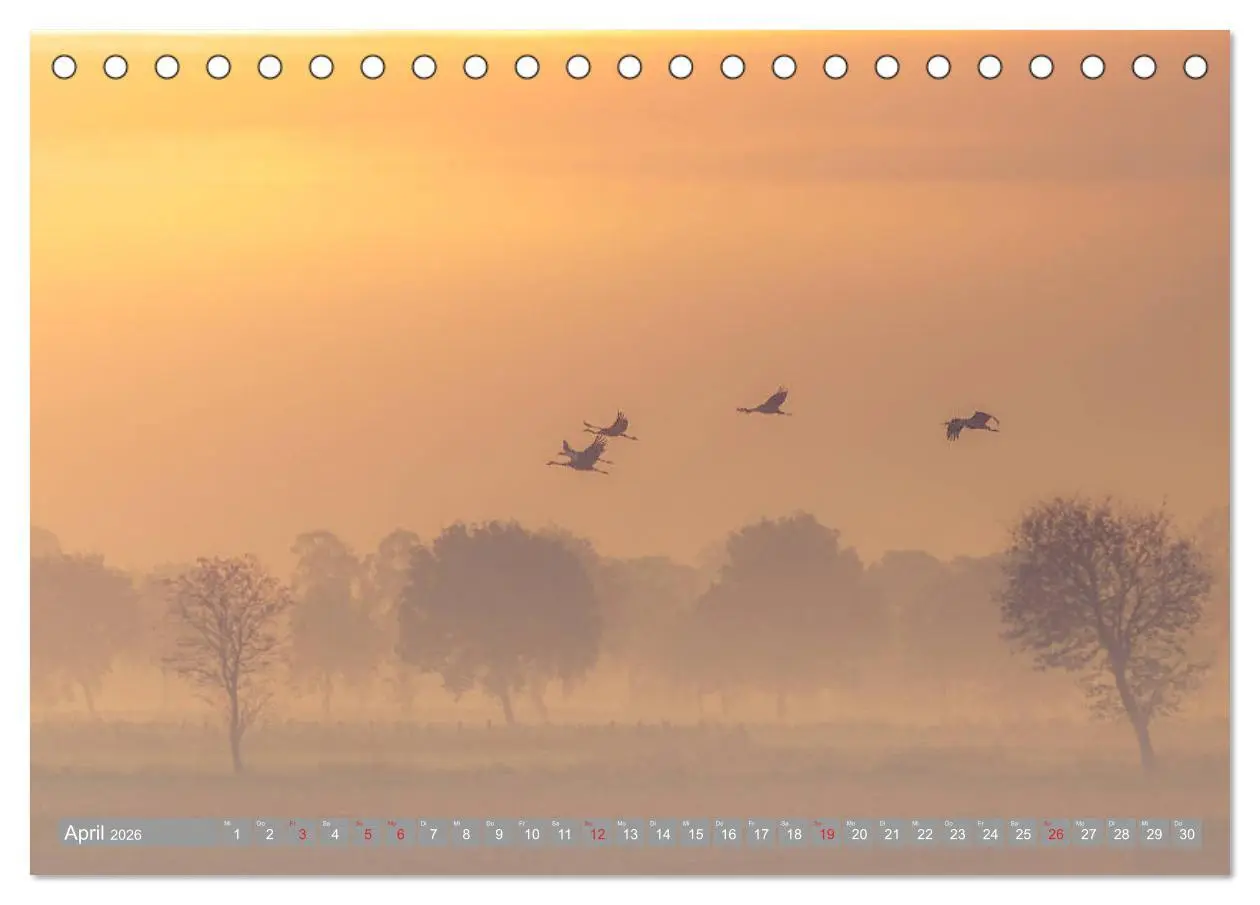 Bild: 9783457930472 | KranichRomantik (Tischkalender 2026 DIN A5 quer), CALVENDO...