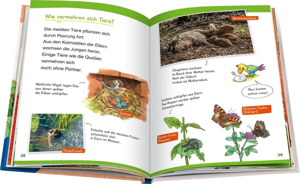 Bild: 9783473600472 | Wieso? Weshalb? Warum? Erstleser, Band 10 - In der Natur | Kessel