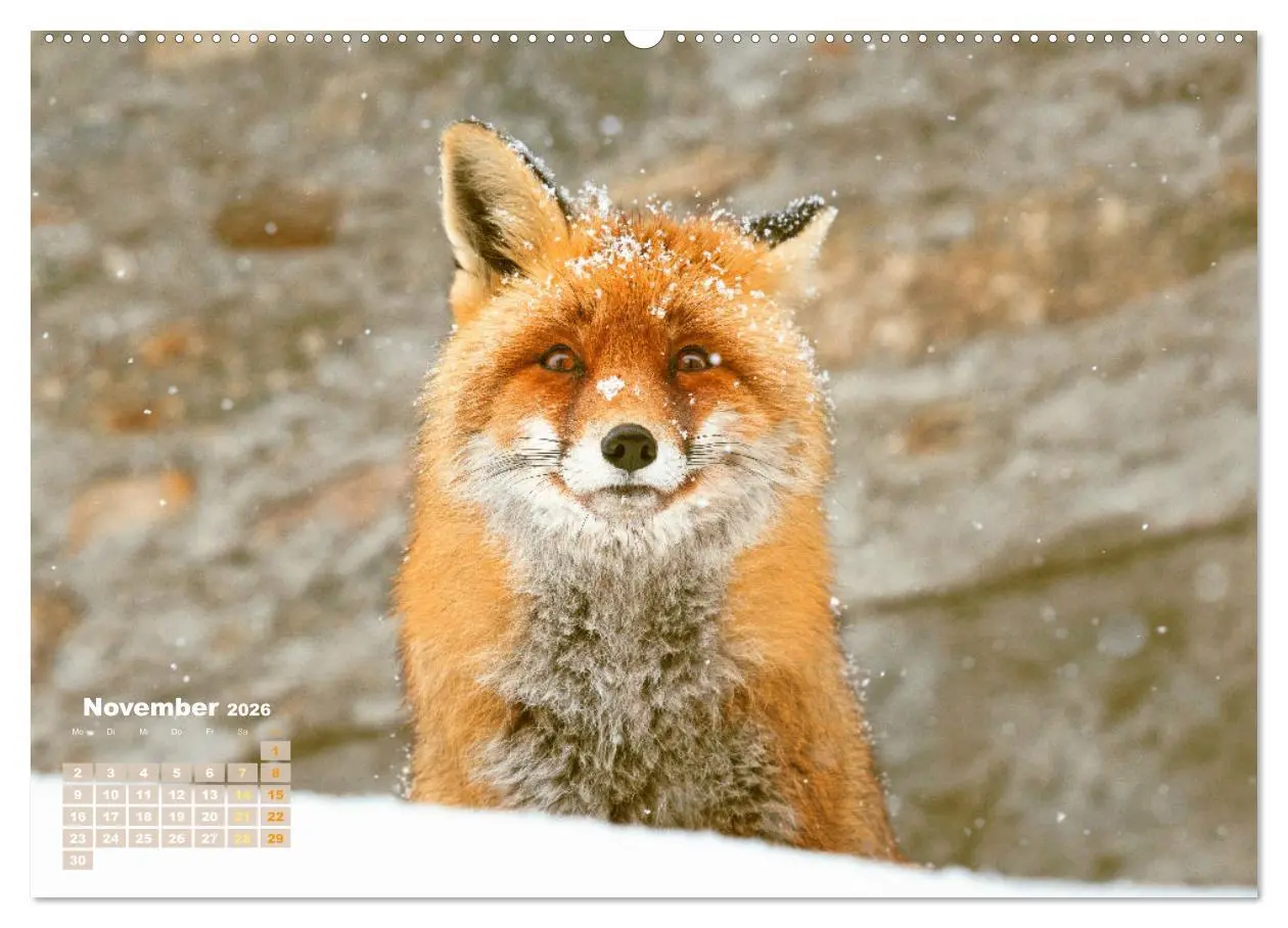 Bild: 9783516600872 | Der Fuchs: Kluger Jäger (Wandkalender 2026 DIN A2 quer), CALVENDO...