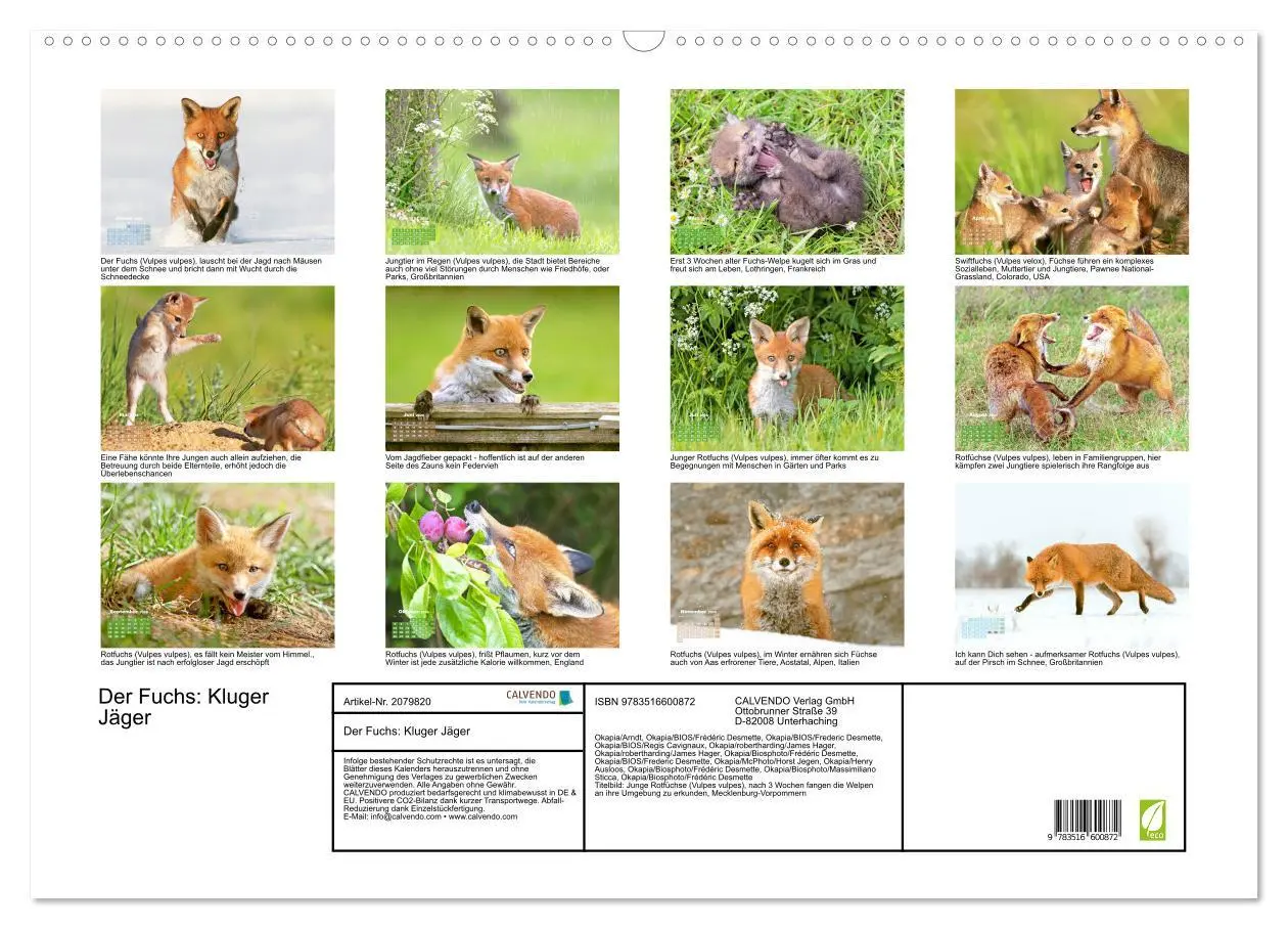Bild: 9783516600872 | Der Fuchs: Kluger Jäger (Wandkalender 2026 DIN A2 quer), CALVENDO...
