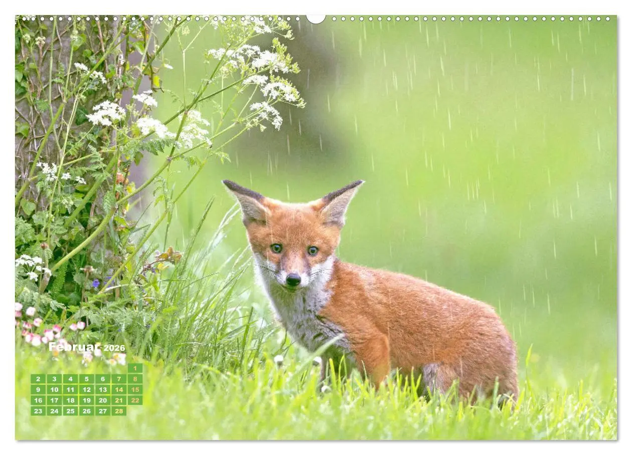 Bild: 9783516600872 | Der Fuchs: Kluger Jäger (Wandkalender 2026 DIN A2 quer), CALVENDO...