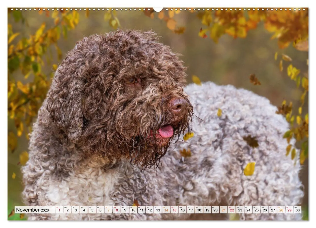 Bild: 9783457500972 | Lagotto Romagnolo - der Trüffelhund Italiens (Wandkalender 2026 DIN...
