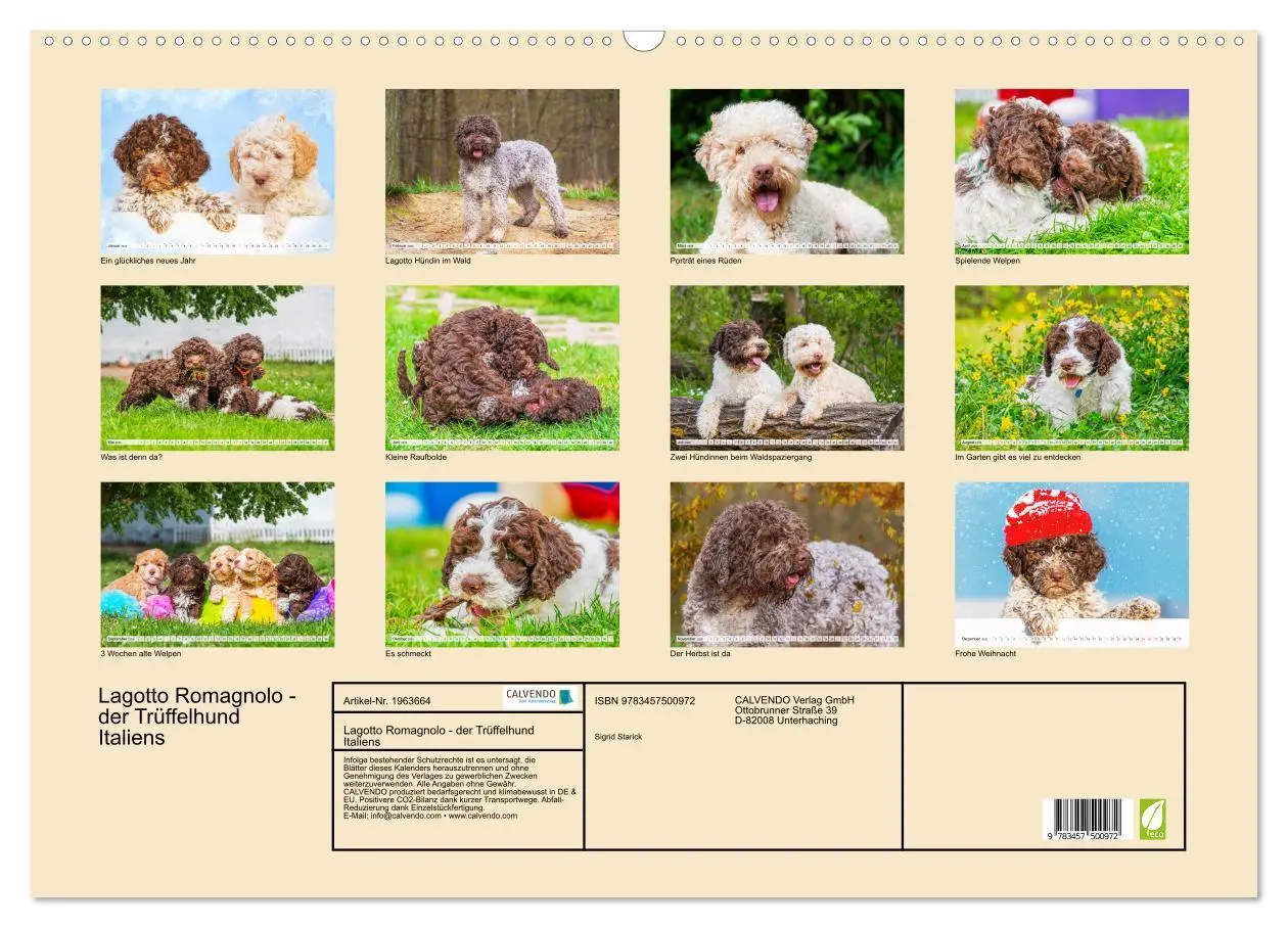 Bild: 9783457500972 | Lagotto Romagnolo - der Trüffelhund Italiens (Wandkalender 2026 DIN...