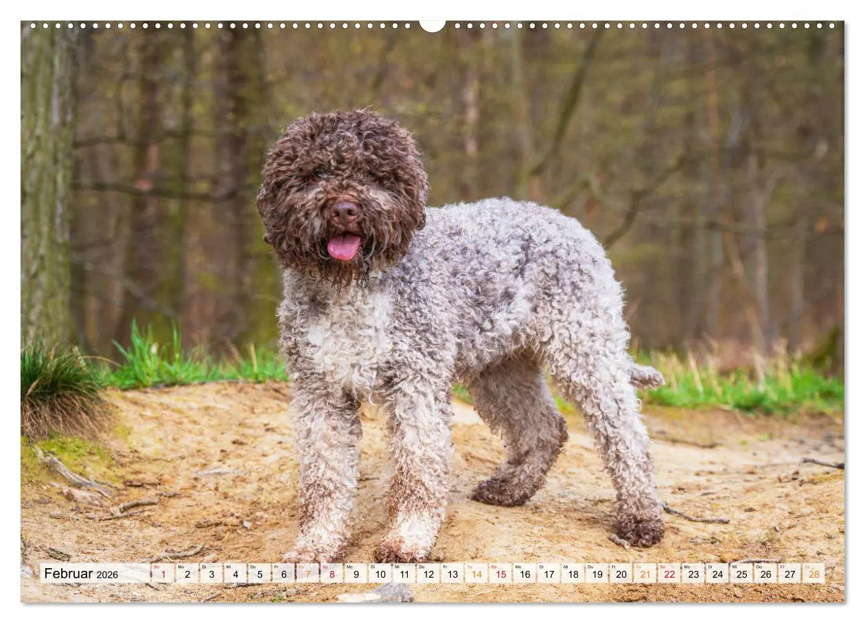 Bild: 9783457500972 | Lagotto Romagnolo - der Trüffelhund Italiens (Wandkalender 2026 DIN...