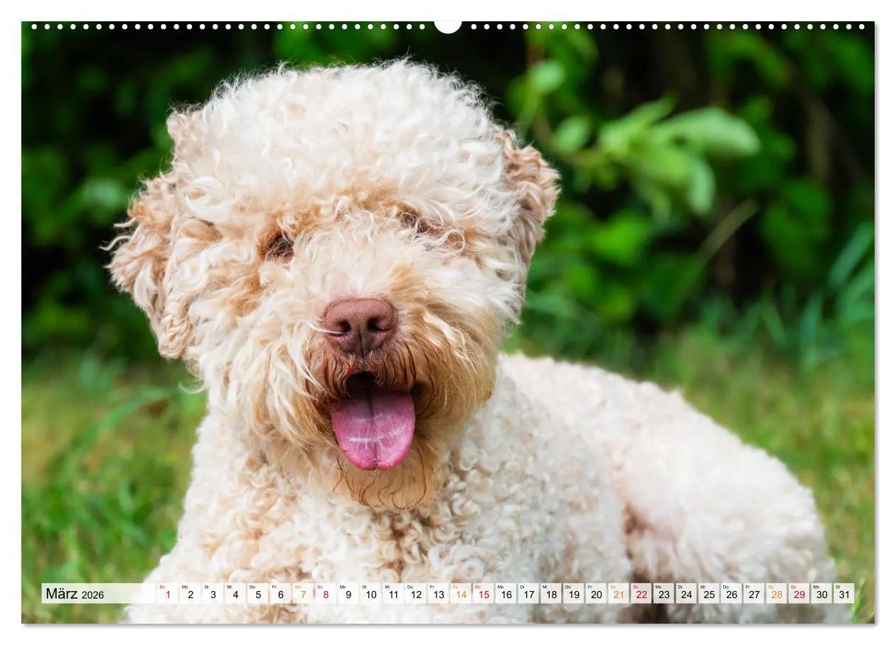 Bild: 9783457500972 | Lagotto Romagnolo - der Trüffelhund Italiens (Wandkalender 2026 DIN...