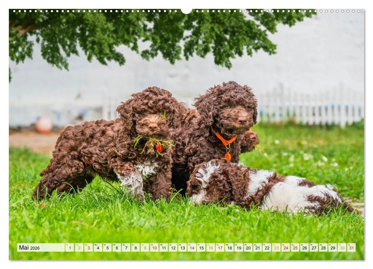 Bild: 9783457500972 | Lagotto Romagnolo - der Trüffelhund Italiens (Wandkalender 2026 DIN...