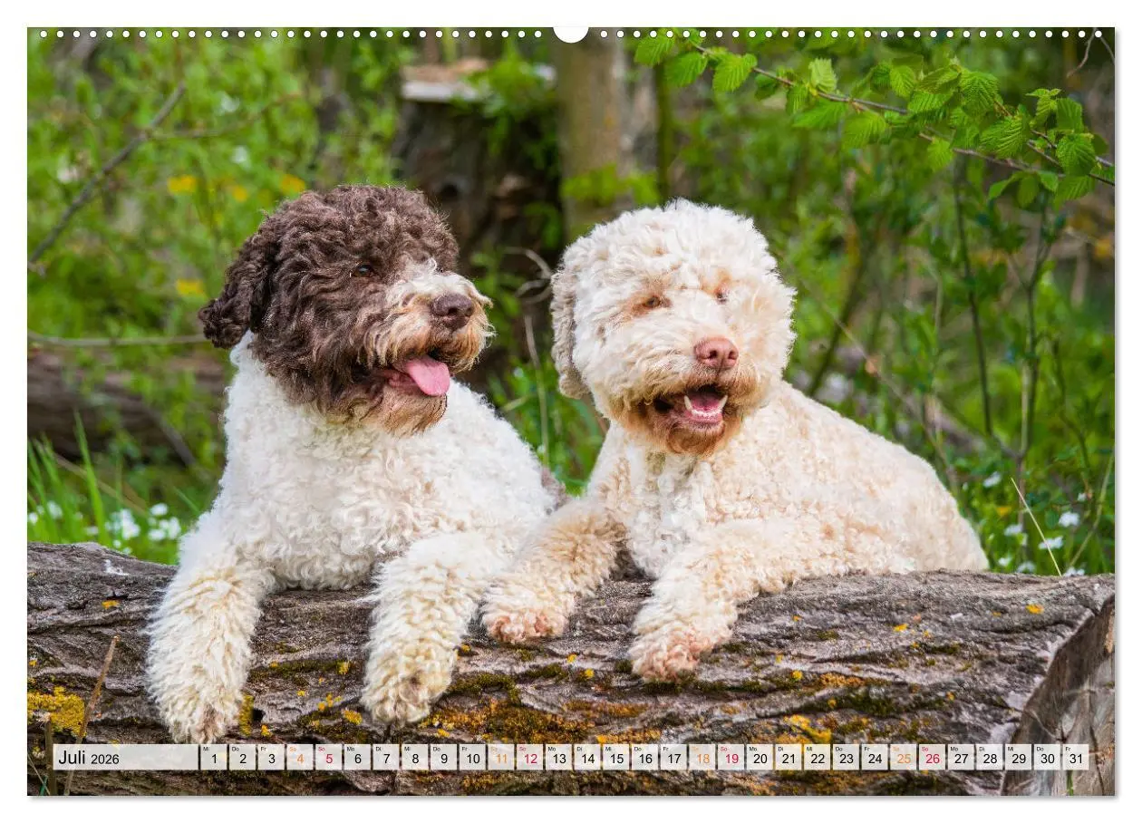 Bild: 9783457500972 | Lagotto Romagnolo - der Trüffelhund Italiens (Wandkalender 2026 DIN...