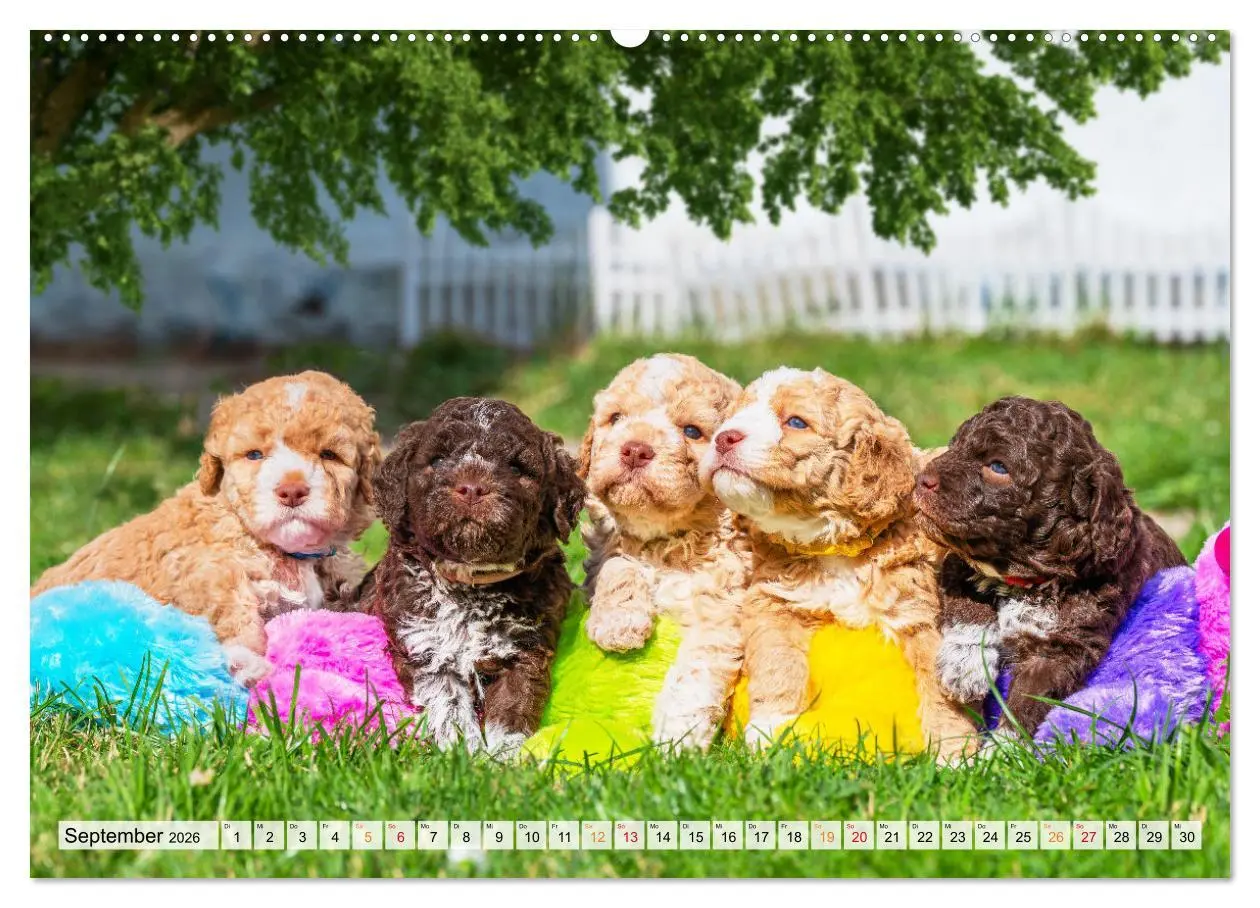 Bild: 9783457500972 | Lagotto Romagnolo - der Trüffelhund Italiens (Wandkalender 2026 DIN...
