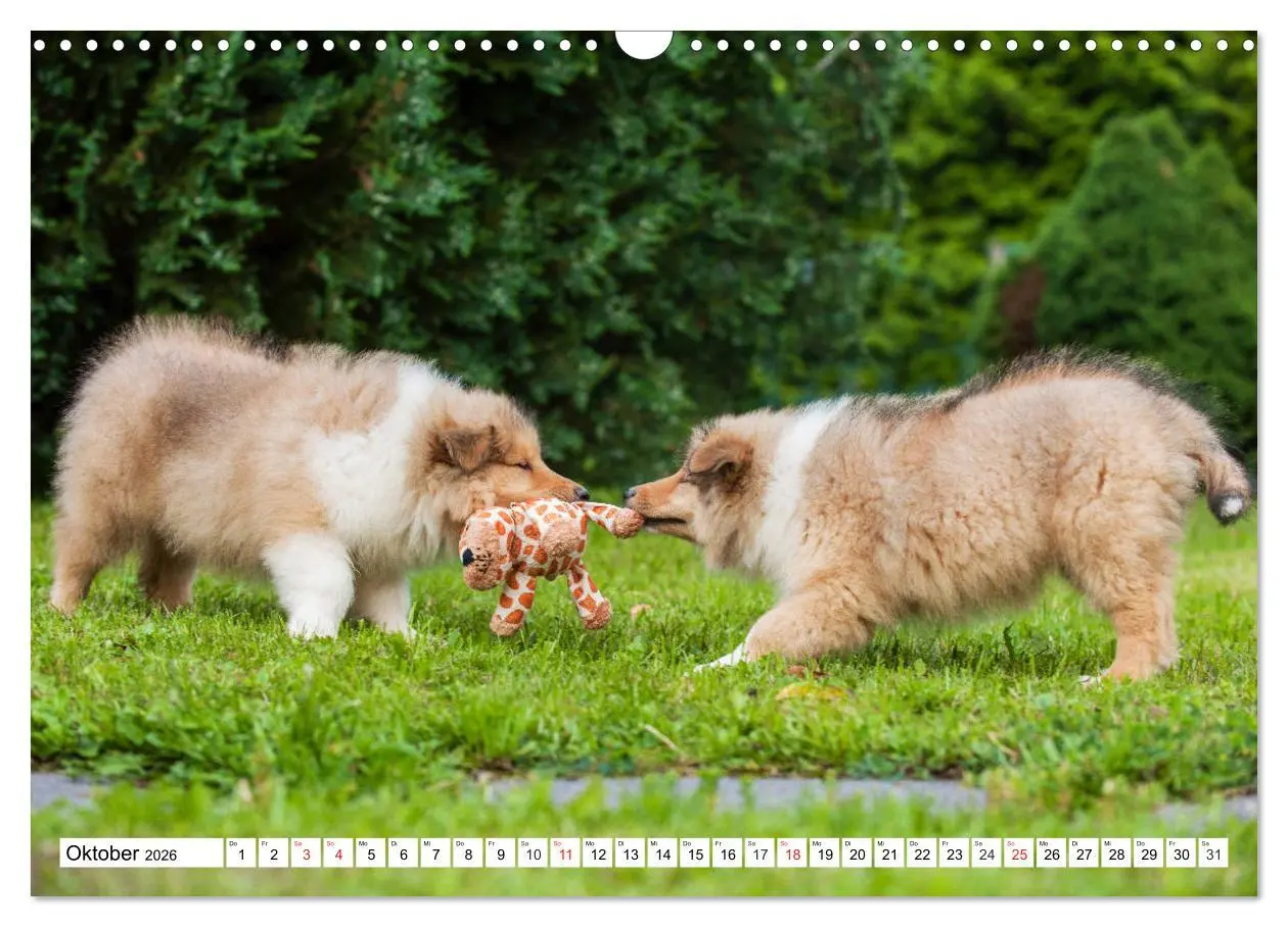 Bild: 9783457810972 | Colliewelpen - kleine Collies erobern die Welt (Wandkalender 2026...