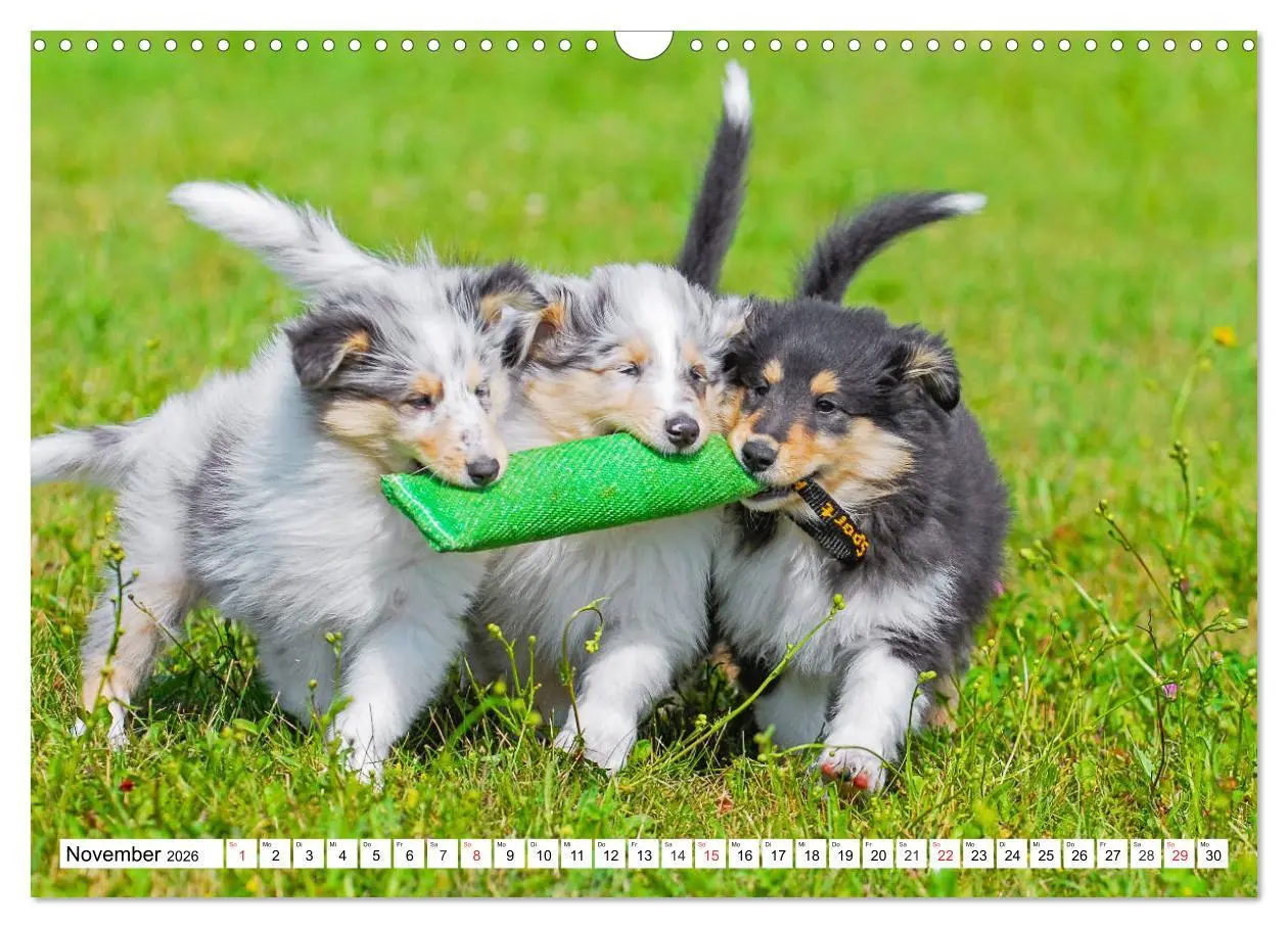 Bild: 9783457810972 | Colliewelpen - kleine Collies erobern die Welt (Wandkalender 2026...