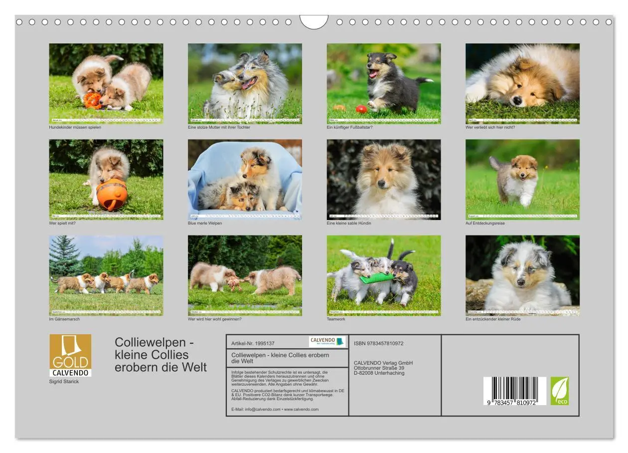 Bild: 9783457810972 | Colliewelpen - kleine Collies erobern die Welt (Wandkalender 2026...