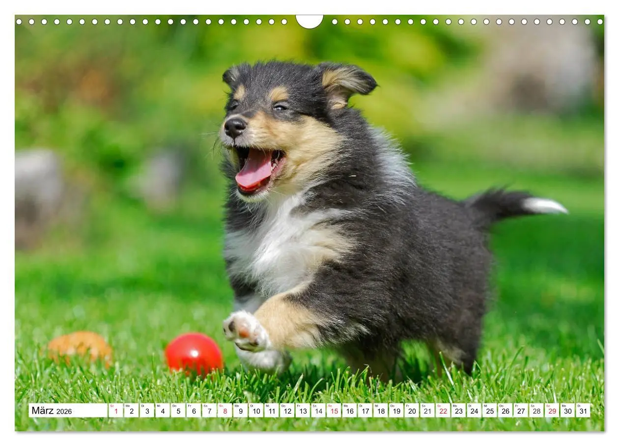 Bild: 9783457810972 | Colliewelpen - kleine Collies erobern die Welt (Wandkalender 2026...