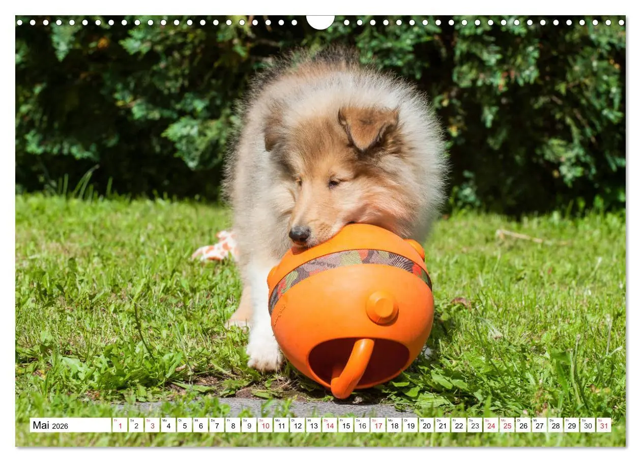Bild: 9783457810972 | Colliewelpen - kleine Collies erobern die Welt (Wandkalender 2026...