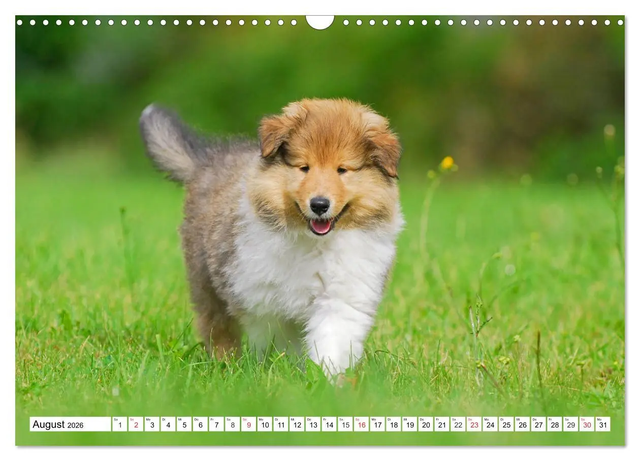 Bild: 9783457810972 | Colliewelpen - kleine Collies erobern die Welt (Wandkalender 2026...