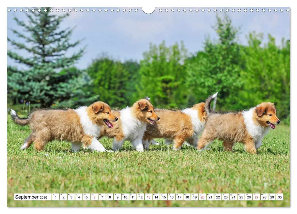 Bild: 9783457810972 | Colliewelpen - kleine Collies erobern die Welt (Wandkalender 2026...