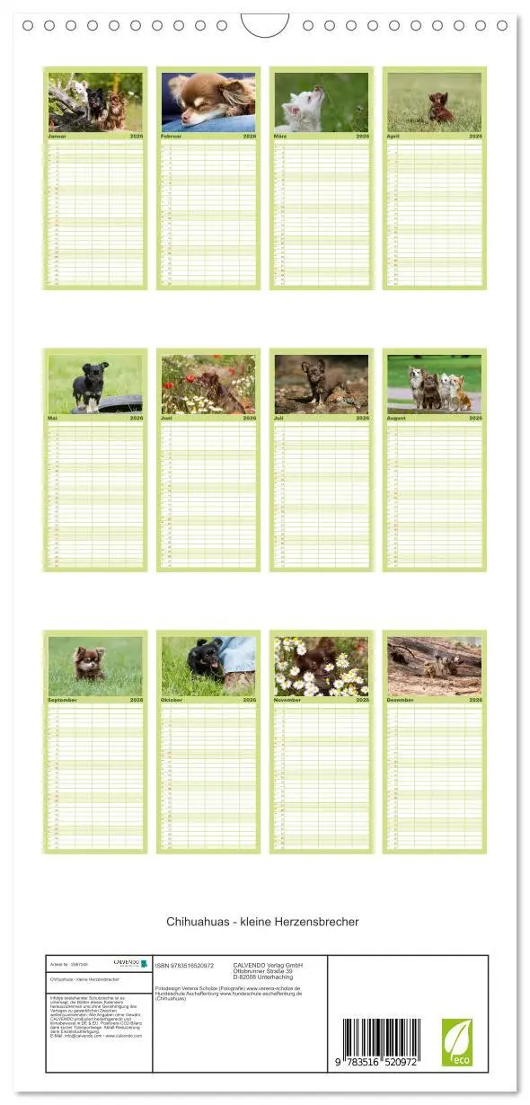 Bild: 9783516520972 | Familienplaner 2026 - Chihuahuas - kleine Herzensbrecher mit 5...