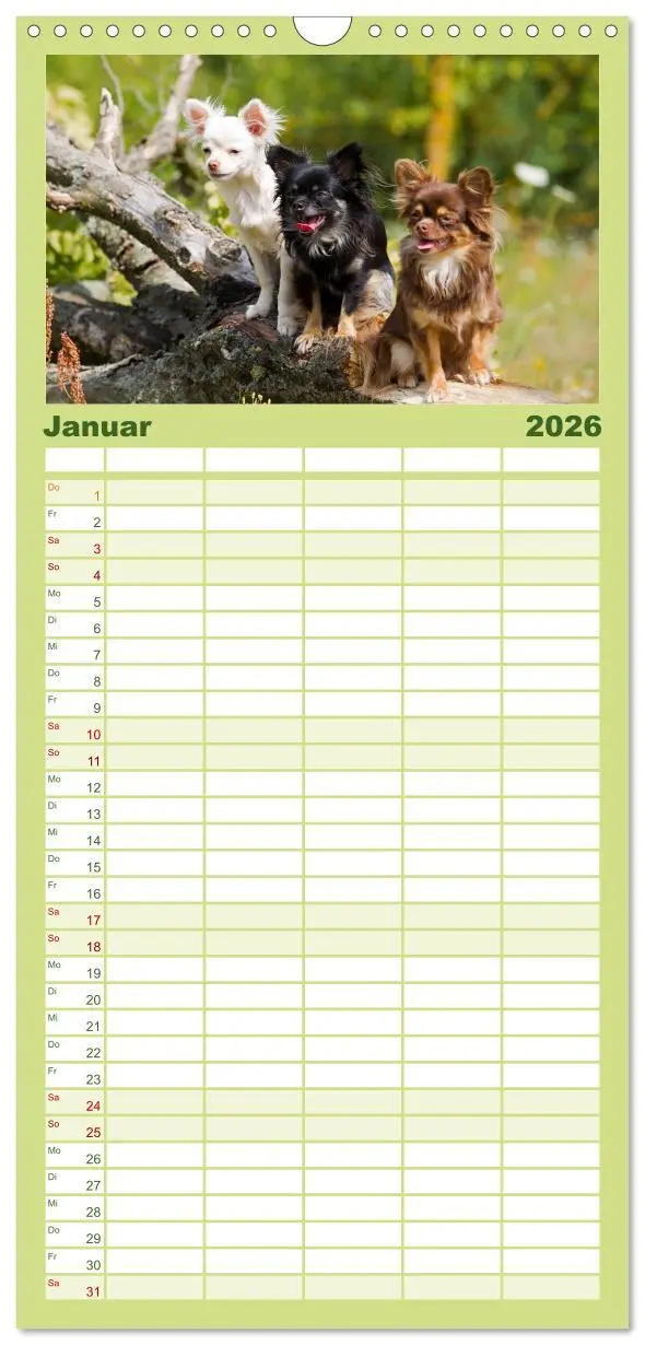 Bild: 9783516520972 | Familienplaner 2026 - Chihuahuas - kleine Herzensbrecher mit 5...