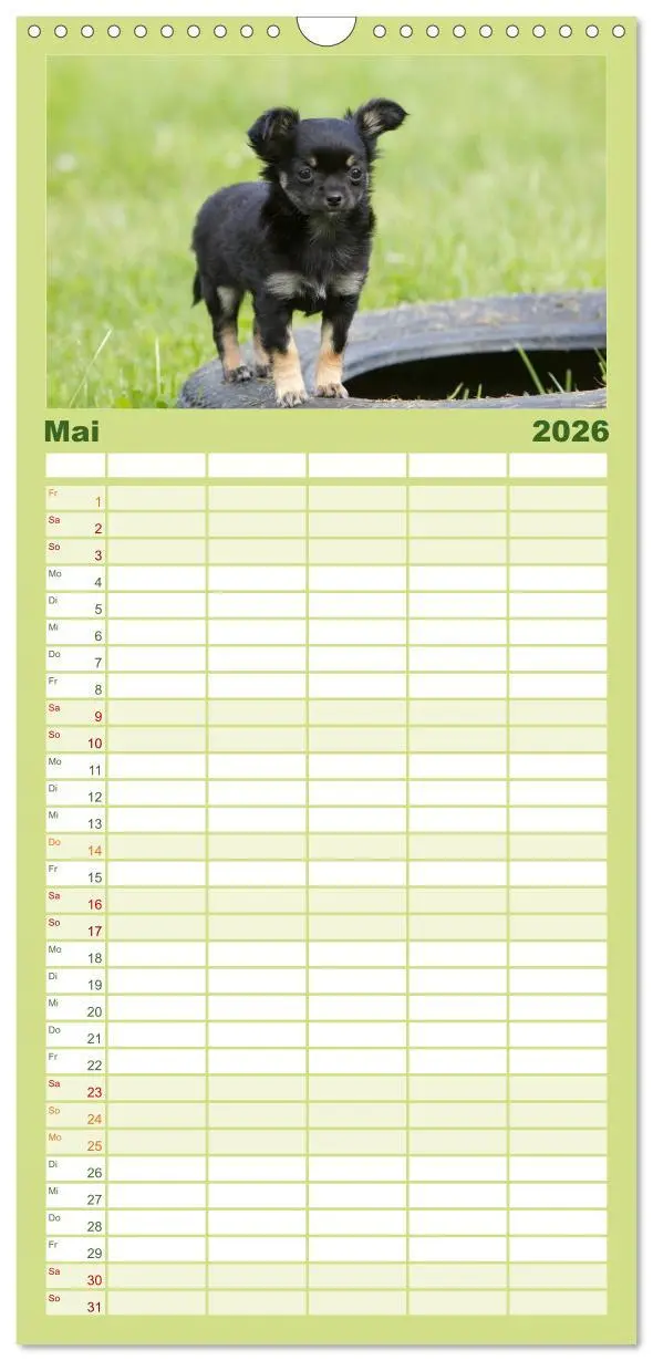 Bild: 9783516520972 | Familienplaner 2026 - Chihuahuas - kleine Herzensbrecher mit 5...