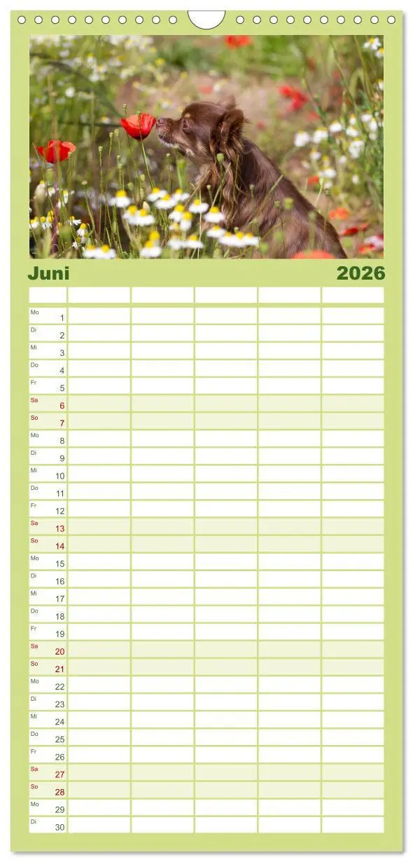 Bild: 9783516520972 | Familienplaner 2026 - Chihuahuas - kleine Herzensbrecher mit 5...