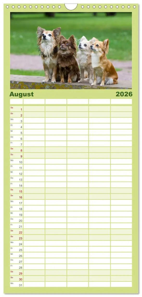 Bild: 9783516520972 | Familienplaner 2026 - Chihuahuas - kleine Herzensbrecher mit 5...