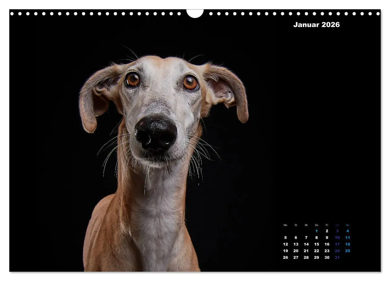 Bild: 9783457791172 | Die Stimme der Windhunde (Wandkalender 2026 DIN A3 quer), CALVENDO...