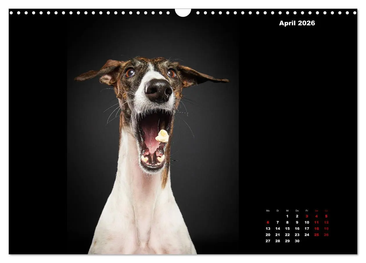 Bild: 9783457791172 | Die Stimme der Windhunde (Wandkalender 2026 DIN A3 quer), CALVENDO...