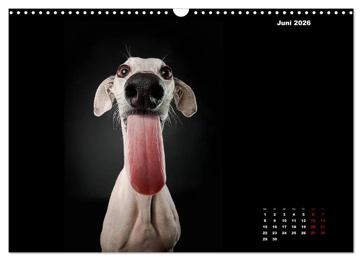 Bild: 9783457791172 | Die Stimme der Windhunde (Wandkalender 2026 DIN A3 quer), CALVENDO...
