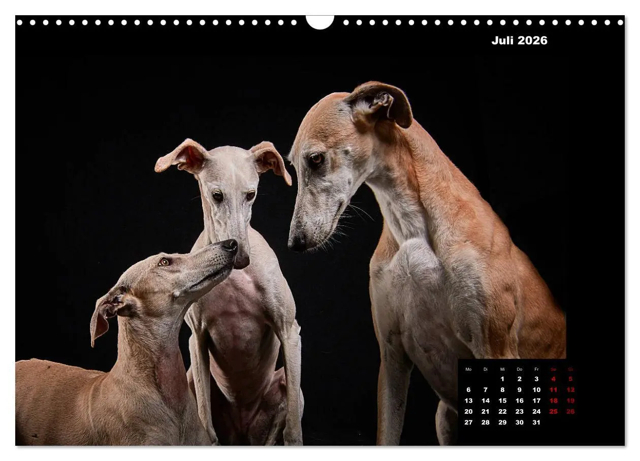 Bild: 9783457791172 | Die Stimme der Windhunde (Wandkalender 2026 DIN A3 quer), CALVENDO...