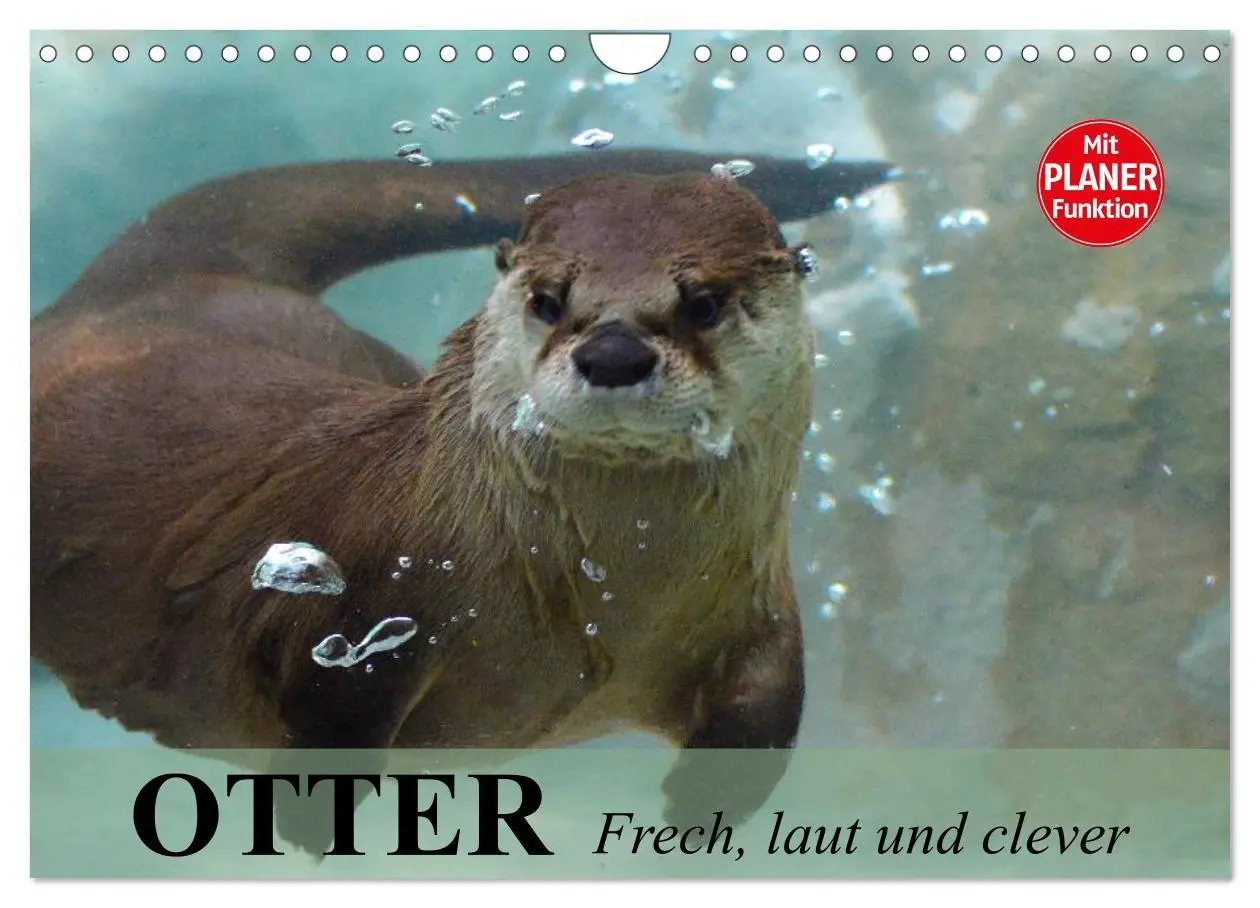 Cover: 9783516011272 | Otter. Frech, laut und clever (Wandkalender 2026 DIN A4 quer),...