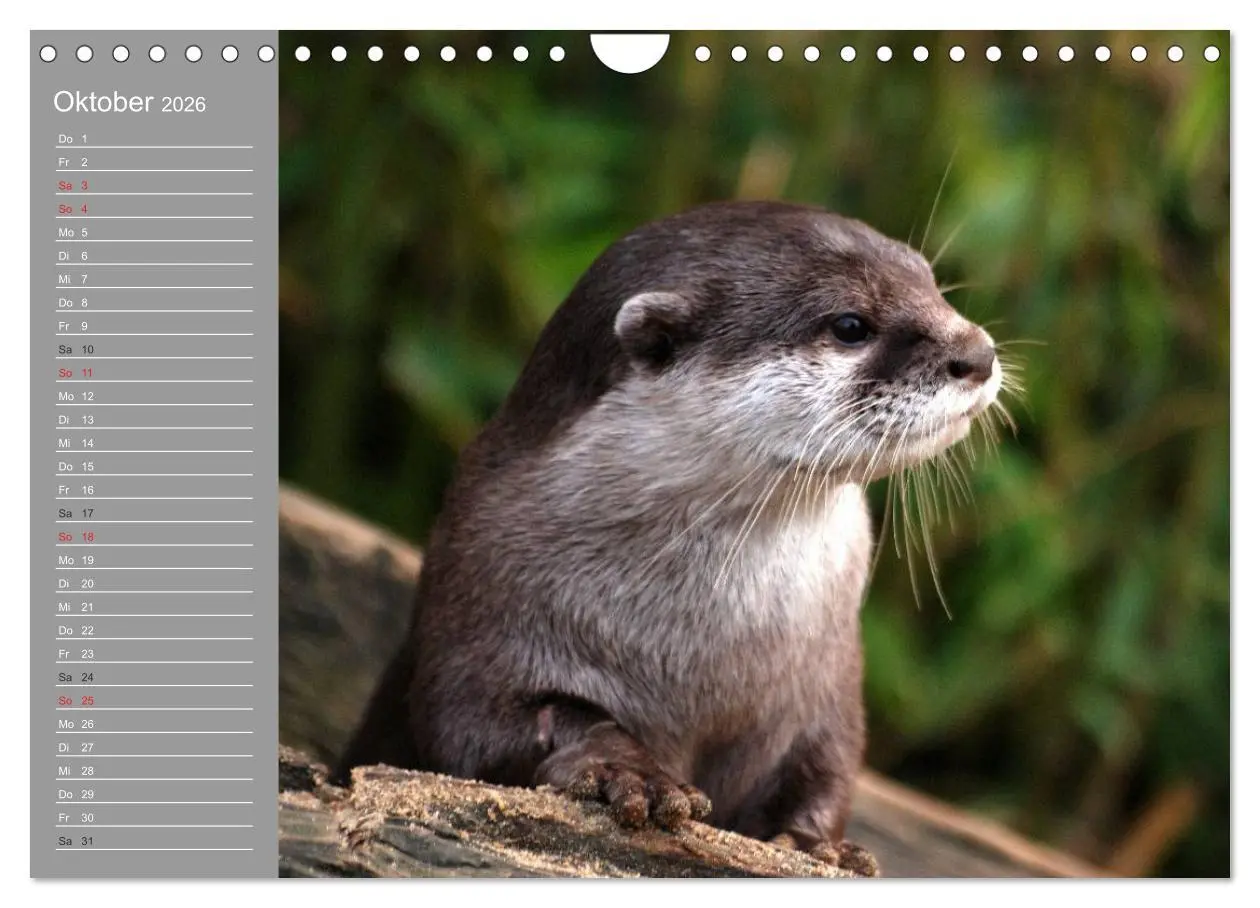 Bild: 9783516011272 | Otter. Frech, laut und clever (Wandkalender 2026 DIN A4 quer),...
