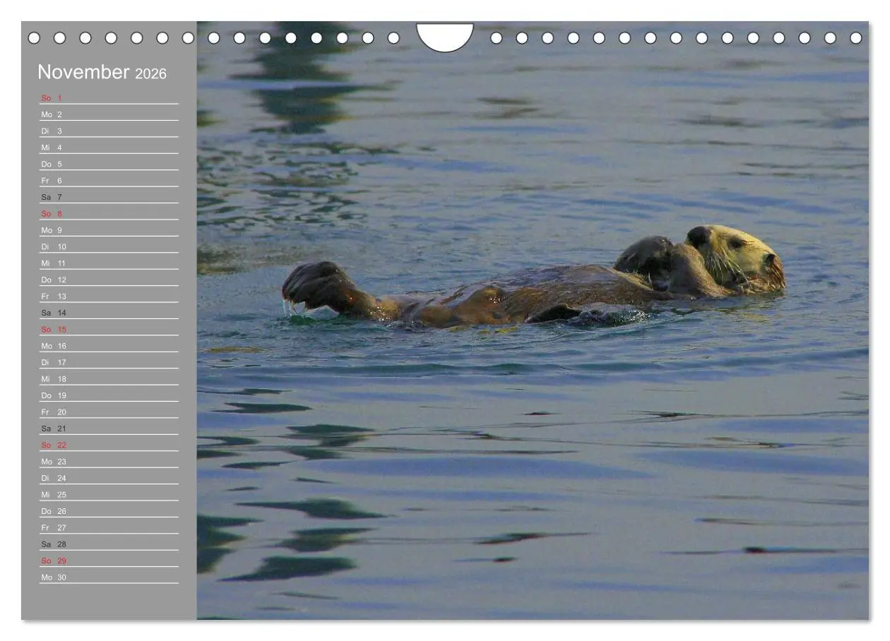 Bild: 9783516011272 | Otter. Frech, laut und clever (Wandkalender 2026 DIN A4 quer),...
