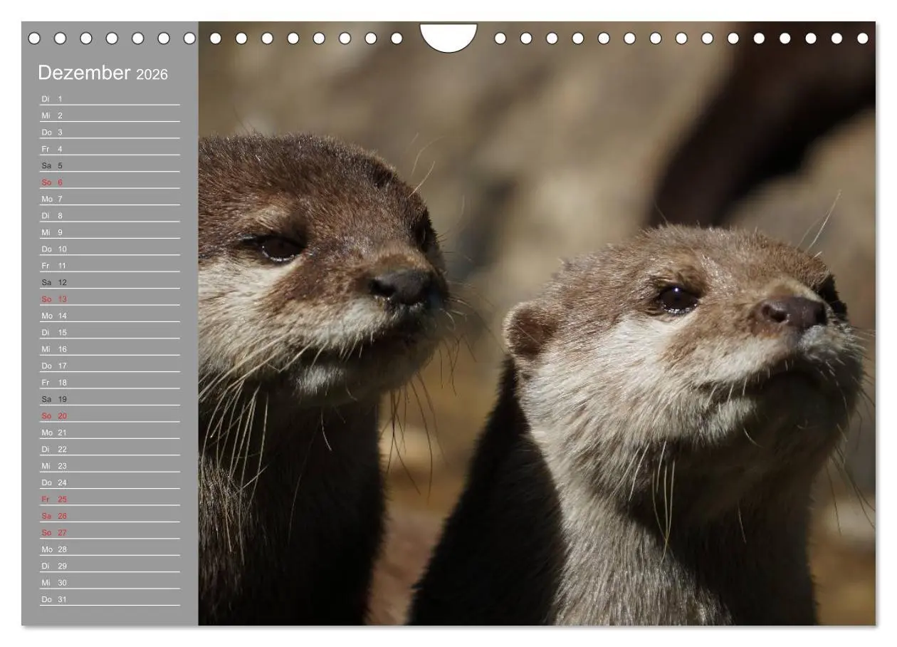Bild: 9783516011272 | Otter. Frech, laut und clever (Wandkalender 2026 DIN A4 quer),...
