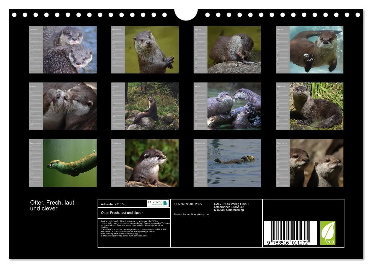 Bild: 9783516011272 | Otter. Frech, laut und clever (Wandkalender 2026 DIN A4 quer),...