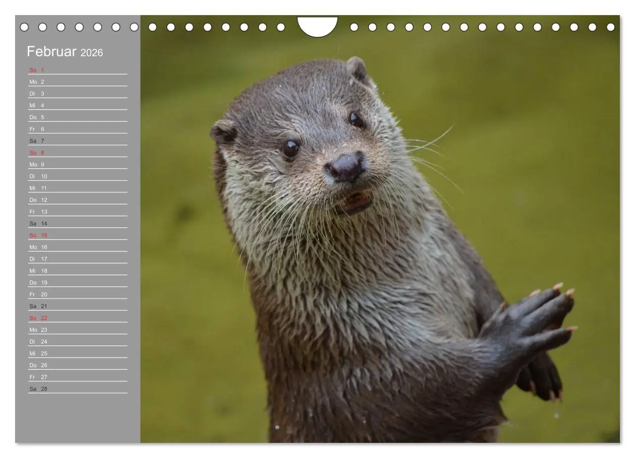 Bild: 9783516011272 | Otter. Frech, laut und clever (Wandkalender 2026 DIN A4 quer),...