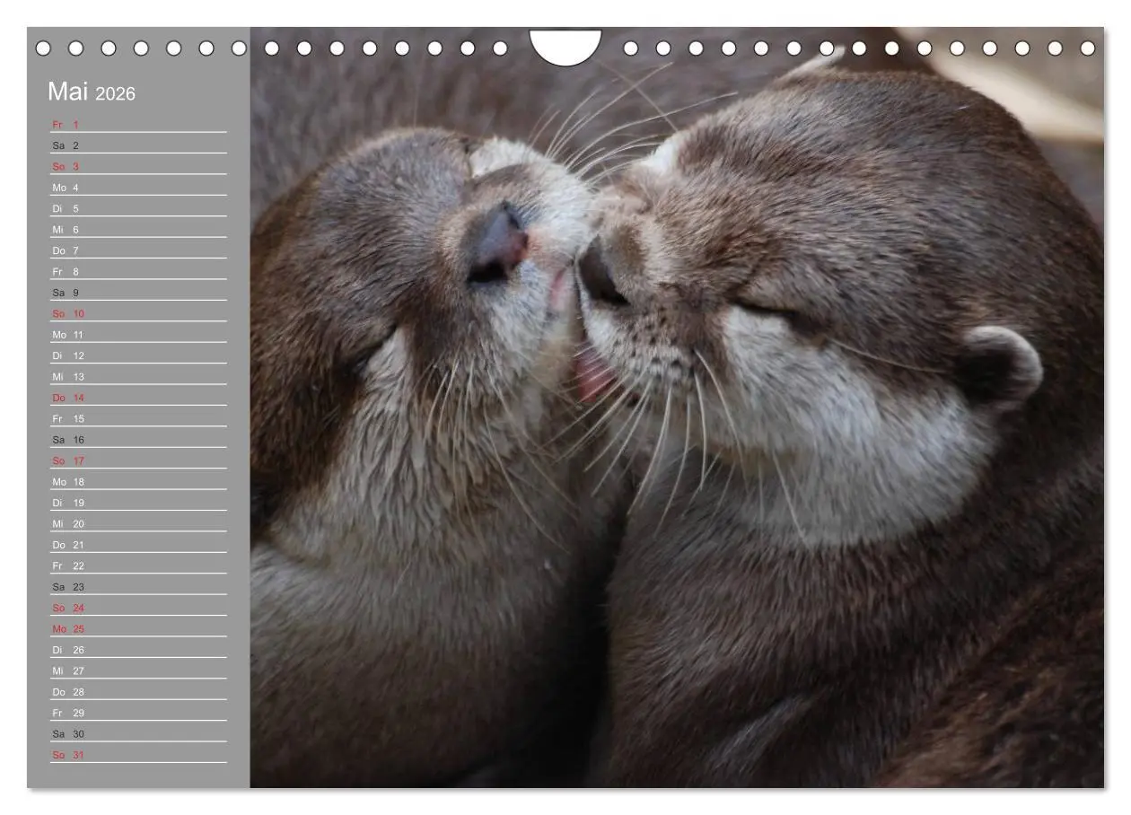 Bild: 9783516011272 | Otter. Frech, laut und clever (Wandkalender 2026 DIN A4 quer),...