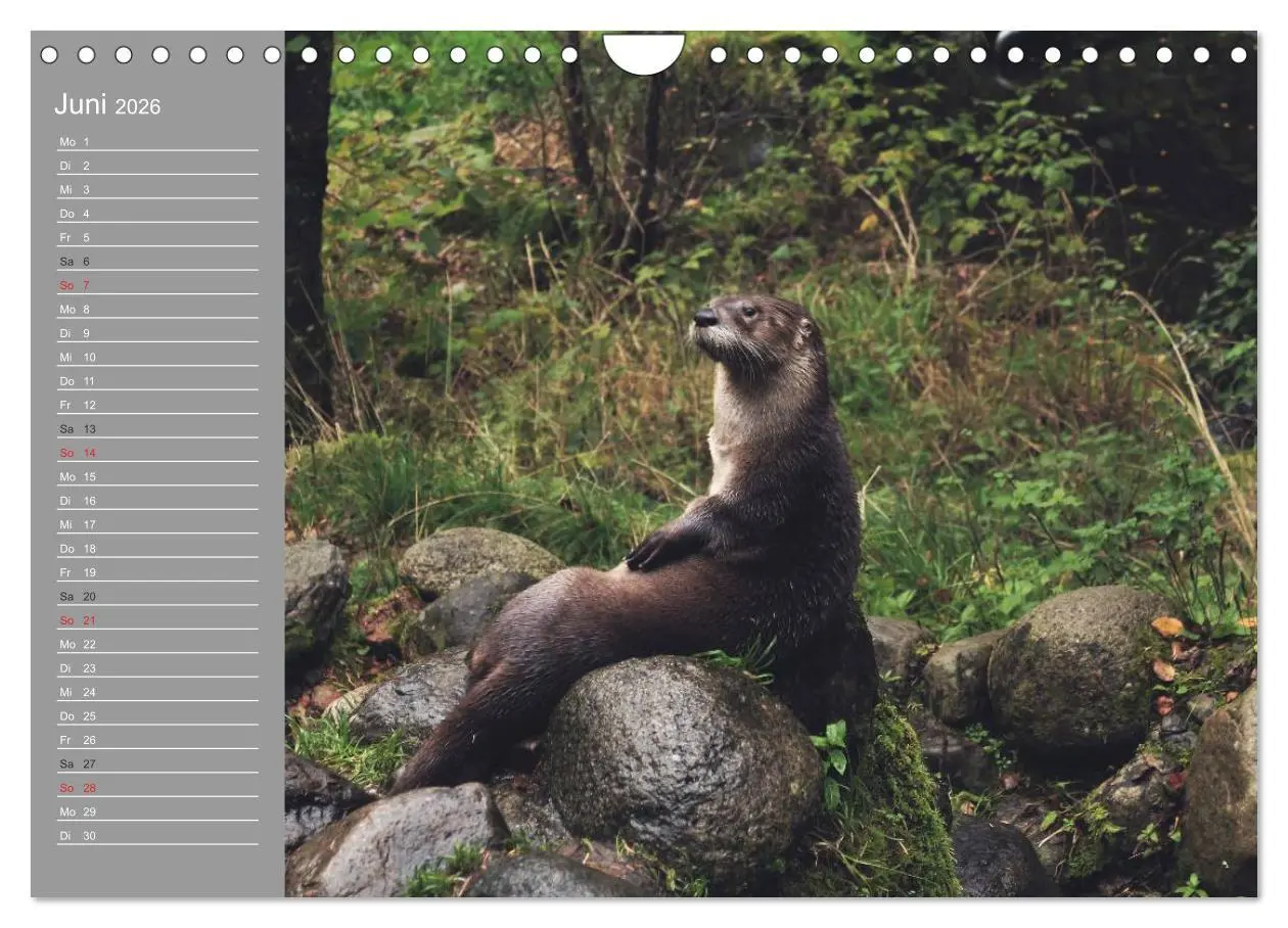 Bild: 9783516011272 | Otter. Frech, laut und clever (Wandkalender 2026 DIN A4 quer),...