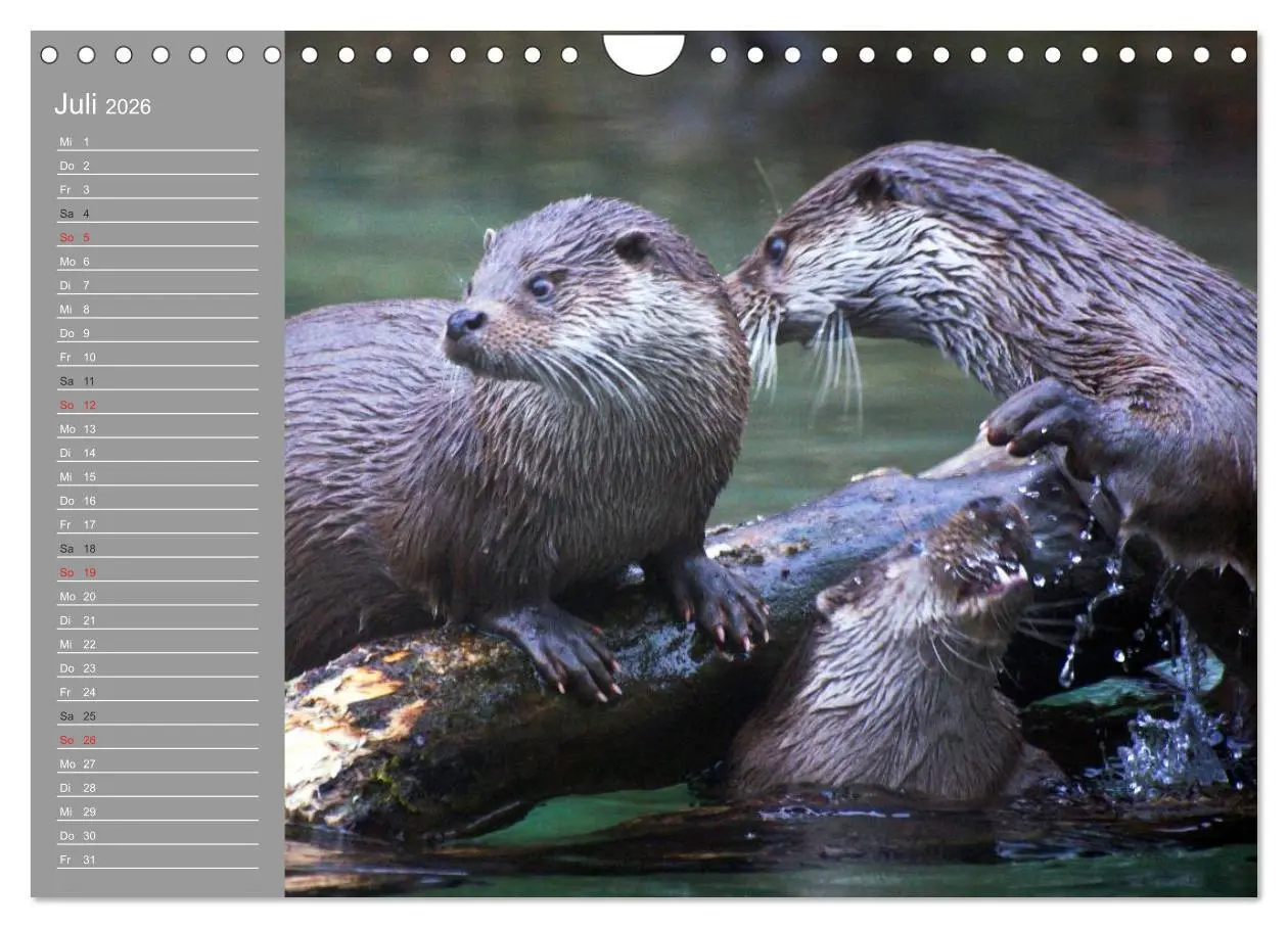 Bild: 9783516011272 | Otter. Frech, laut und clever (Wandkalender 2026 DIN A4 quer),...