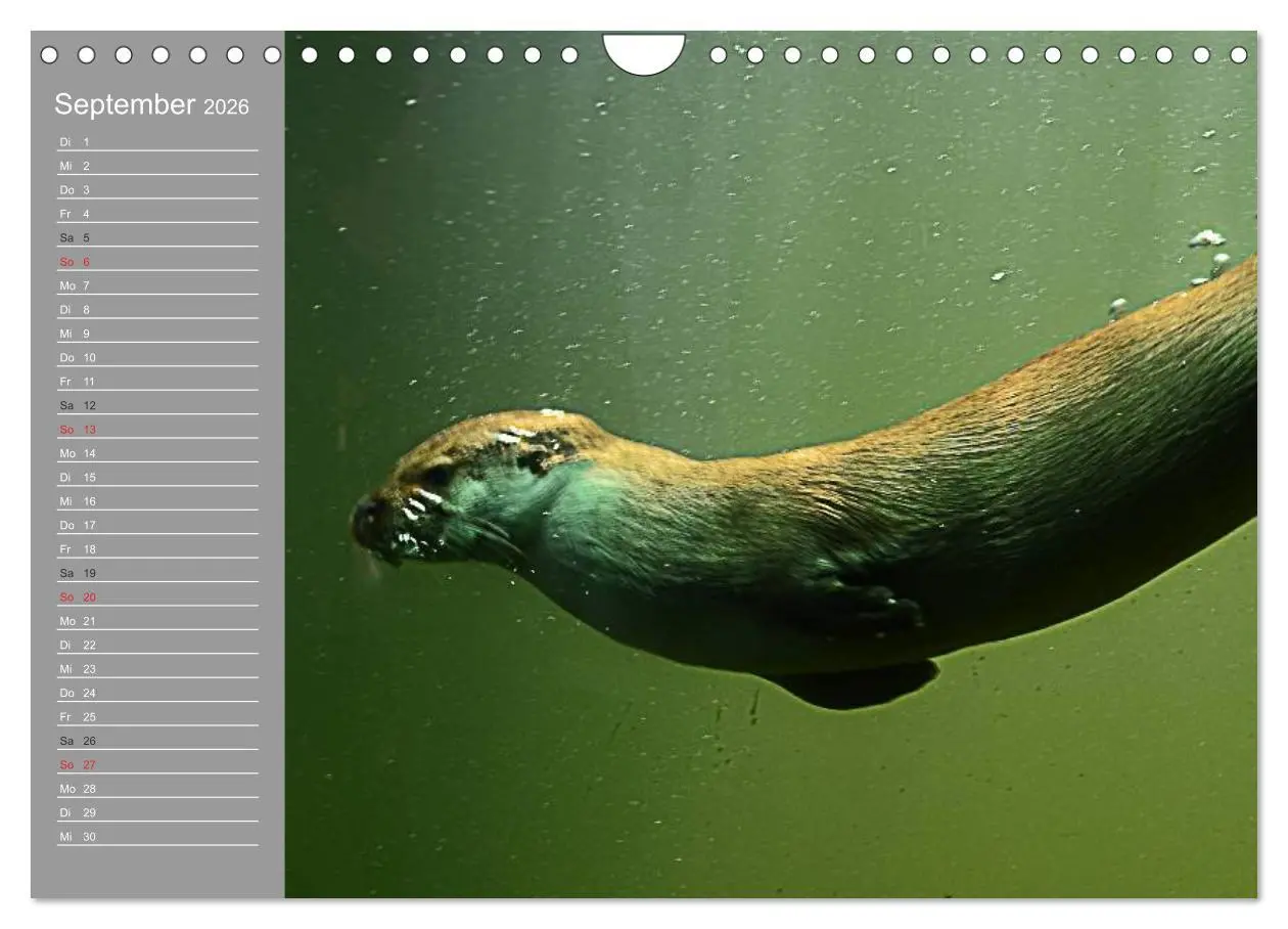 Bild: 9783516011272 | Otter. Frech, laut und clever (Wandkalender 2026 DIN A4 quer),...