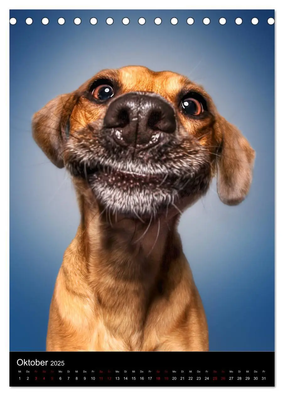 Bild: 9783435991372 | Funny Faces - Lustige Hundebilder (Tischkalender 2025 DIN A5 hoch),...