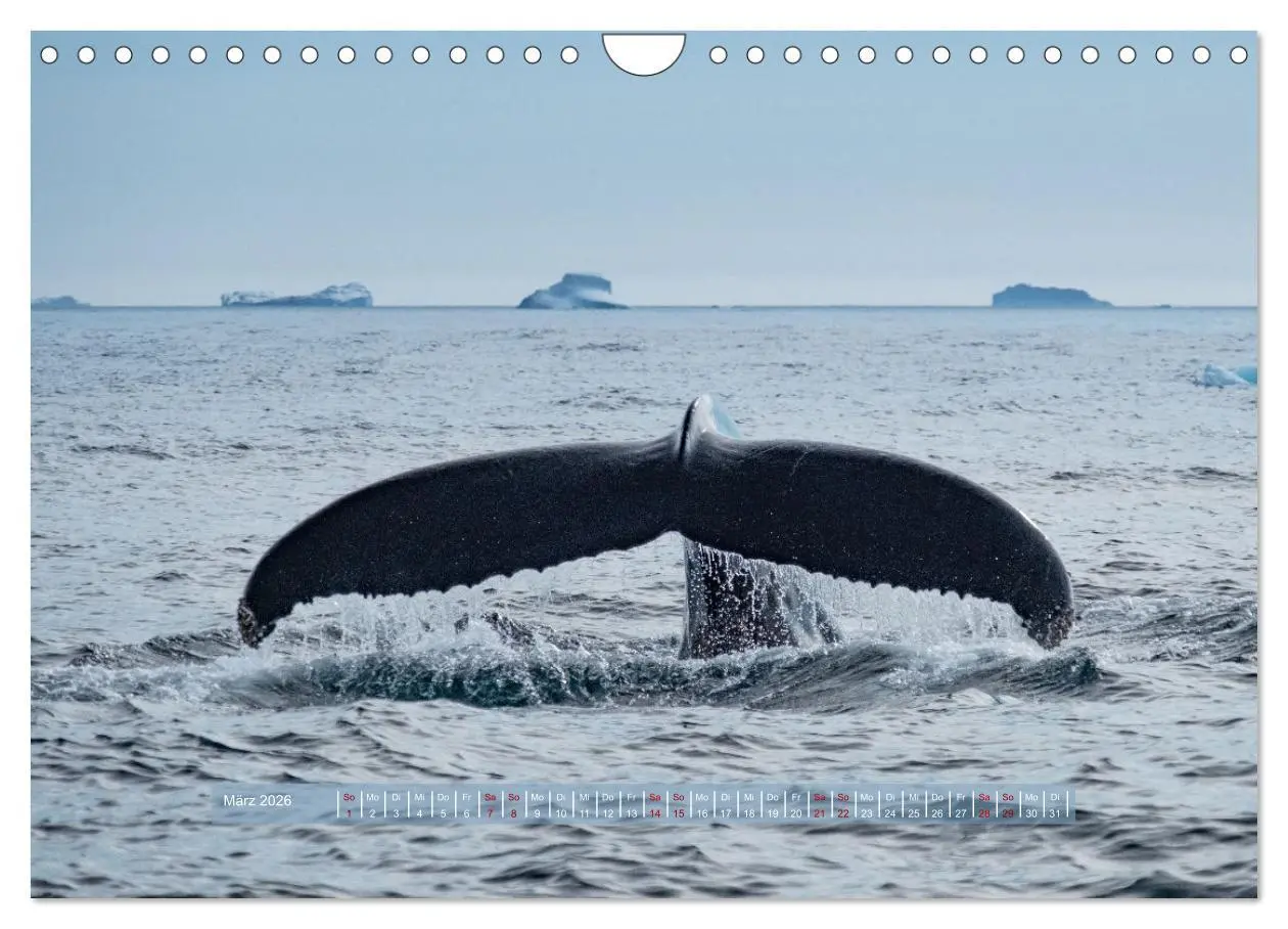 Bild: 9783457911372 | Tasiilaq - Ein kurzer Sommer in Ostgrönland (Wandkalender 2026 DIN...