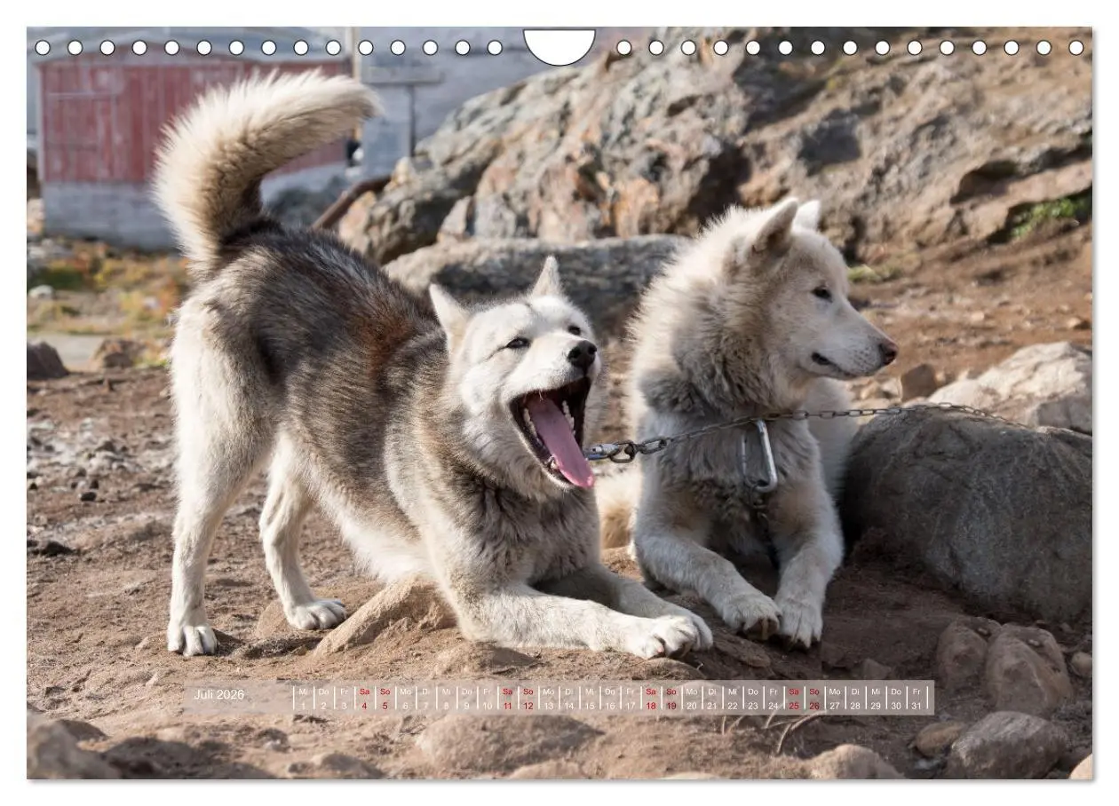 Bild: 9783457911372 | Tasiilaq - Ein kurzer Sommer in Ostgrönland (Wandkalender 2026 DIN...