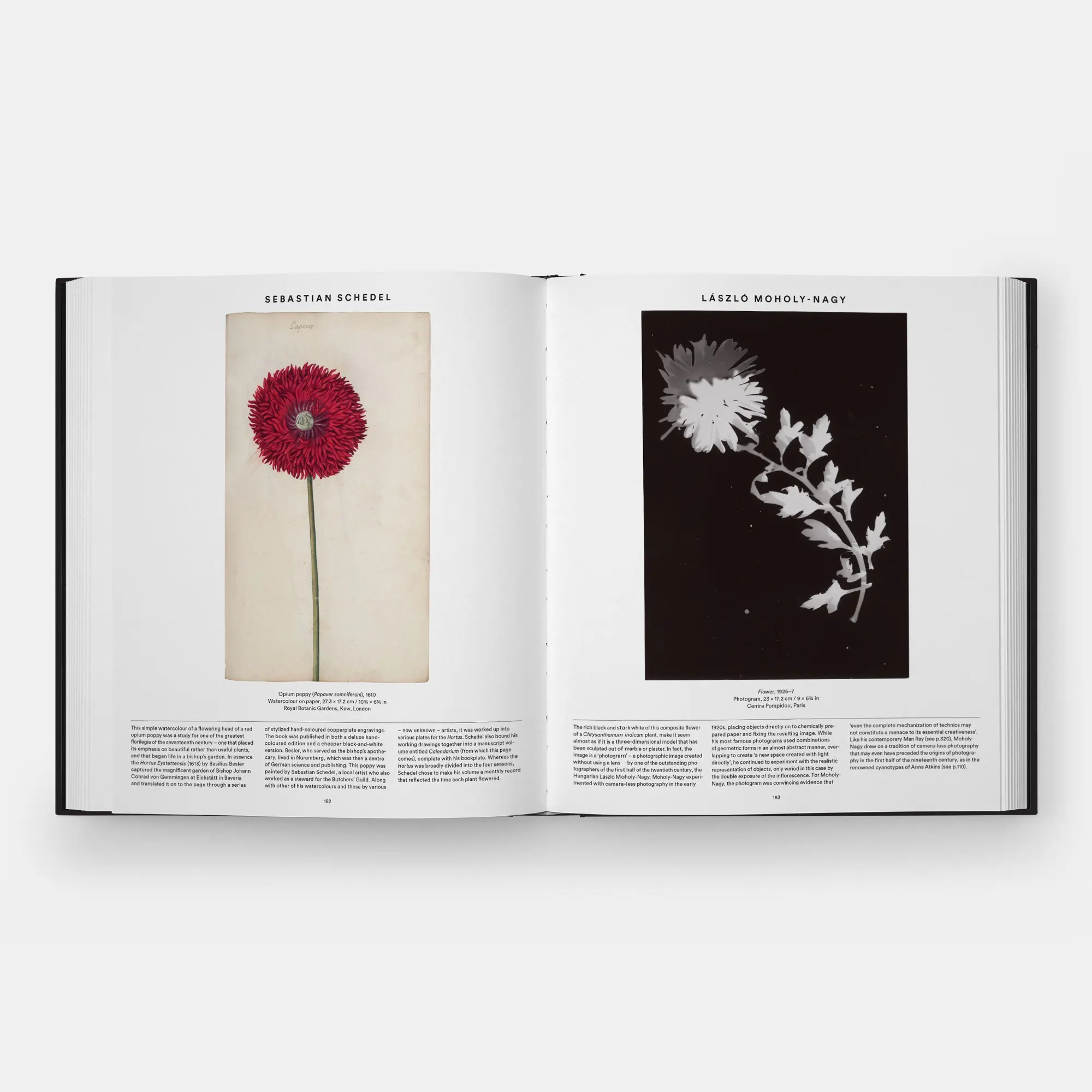 Bild: 9781837291472 | Plant | Exploring the Botanical World, Compact Format | Editors | Buch