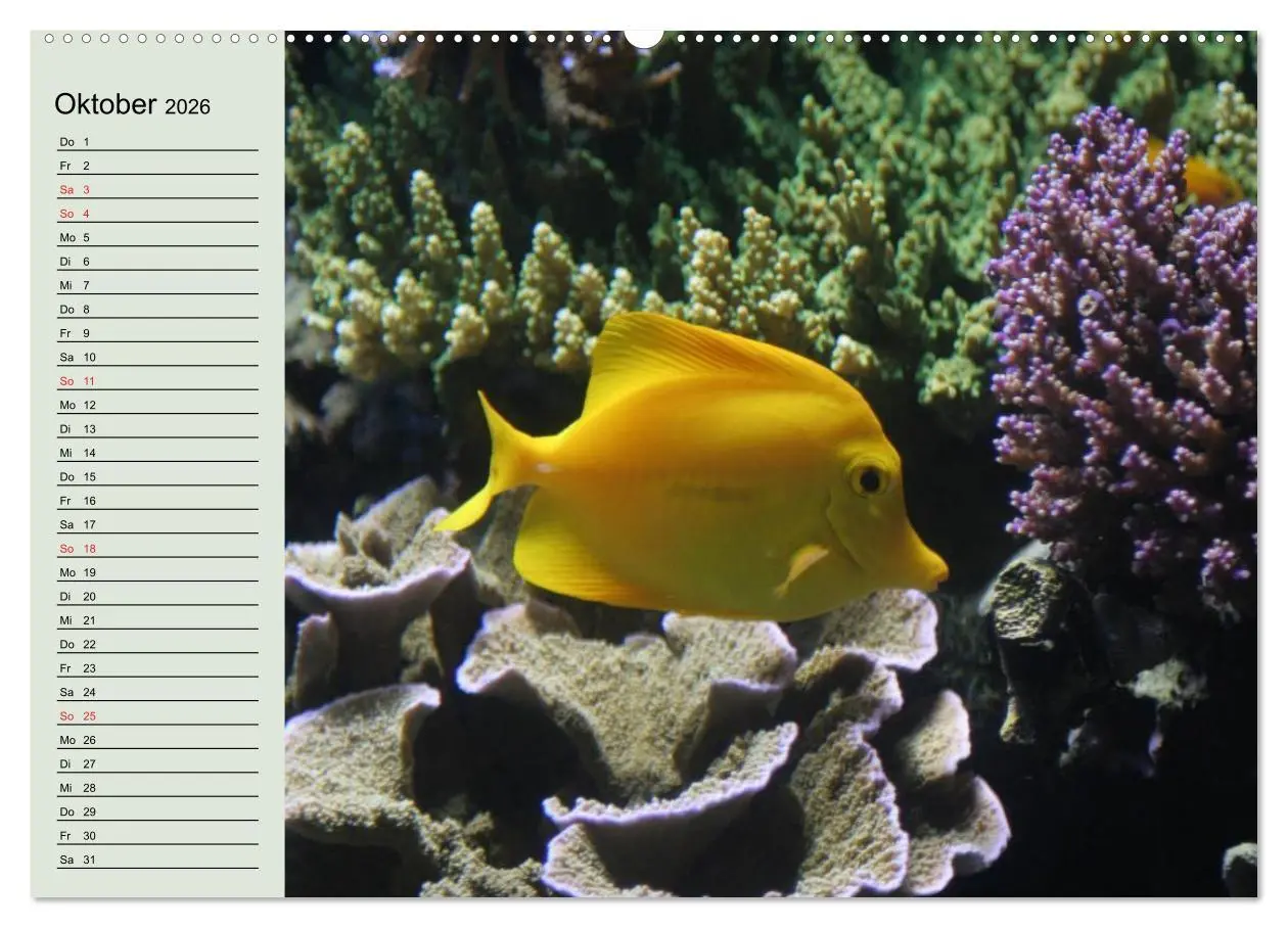 Bild: 9783457991572 | Knallbunte Wasserwelt. Die Welt der Fische (Wandkalender 2026 DIN...