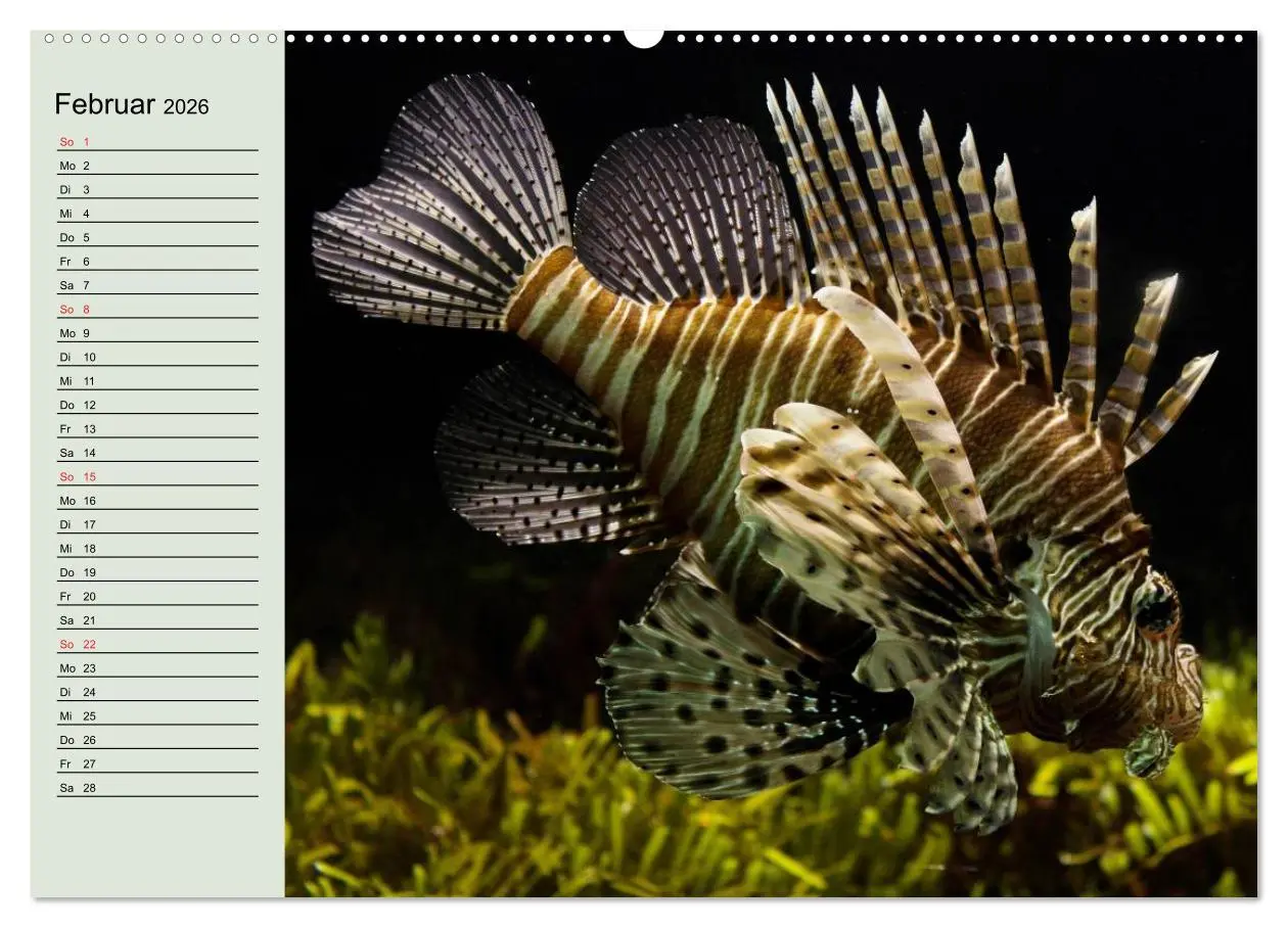 Bild: 9783457991572 | Knallbunte Wasserwelt. Die Welt der Fische (Wandkalender 2026 DIN...