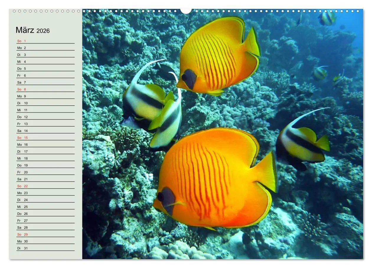Bild: 9783457991572 | Knallbunte Wasserwelt. Die Welt der Fische (Wandkalender 2026 DIN...