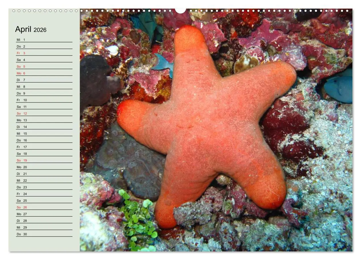 Bild: 9783457991572 | Knallbunte Wasserwelt. Die Welt der Fische (Wandkalender 2026 DIN...