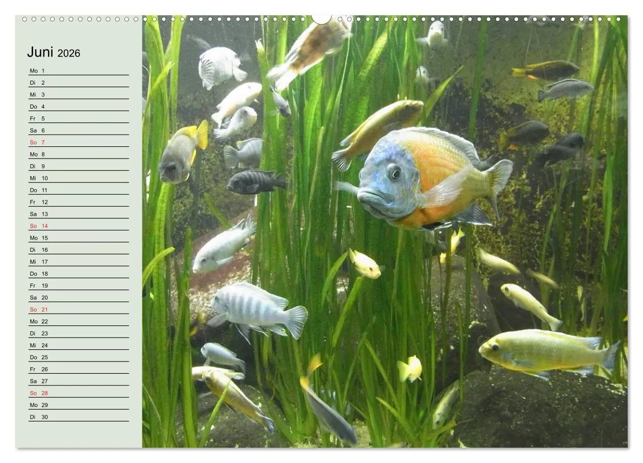 Bild: 9783457991572 | Knallbunte Wasserwelt. Die Welt der Fische (Wandkalender 2026 DIN...