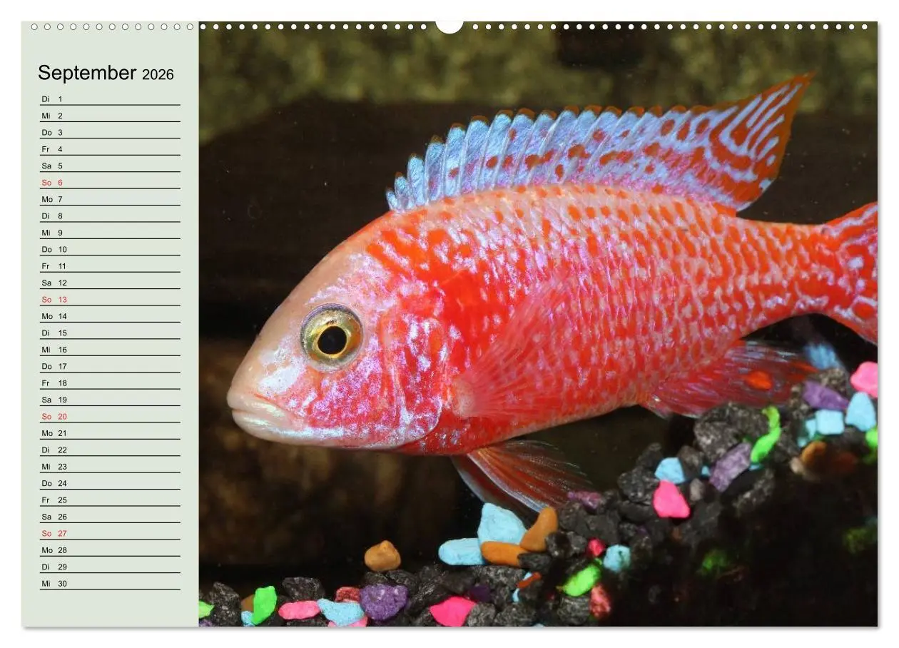 Bild: 9783457991572 | Knallbunte Wasserwelt. Die Welt der Fische (Wandkalender 2026 DIN...