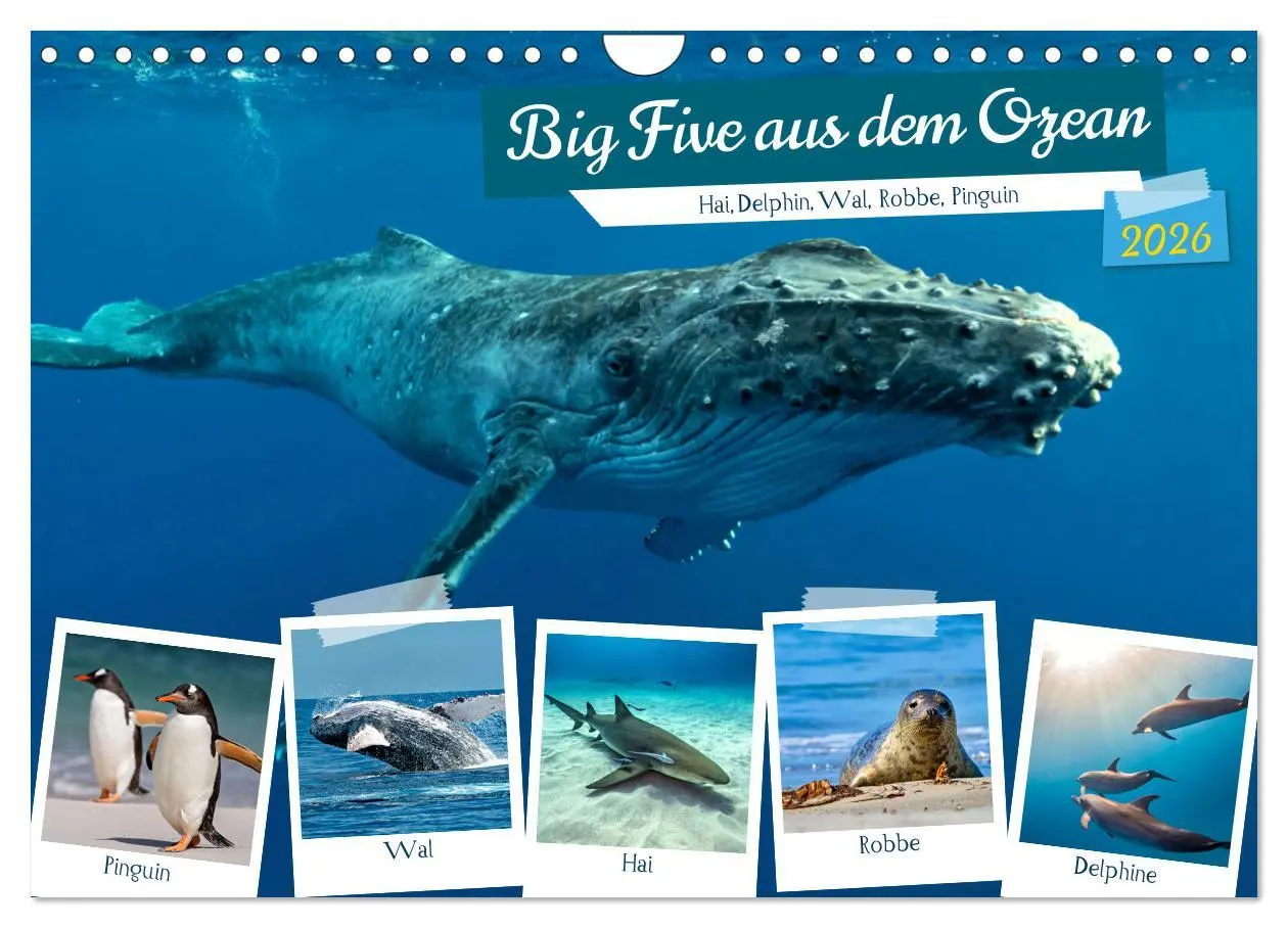 Cover: 9783457361672 | Big Five aus dem Ozean Hai, Delphin, Wal, Robbe, Pinguin...